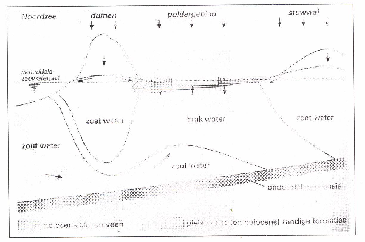  Overzicht zoet, zout en brak water in de duinen  (Bron: Ecologie en landschap)